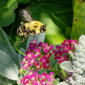 Bourdon et plant d'achilée (Photo Sarah Ludlow)