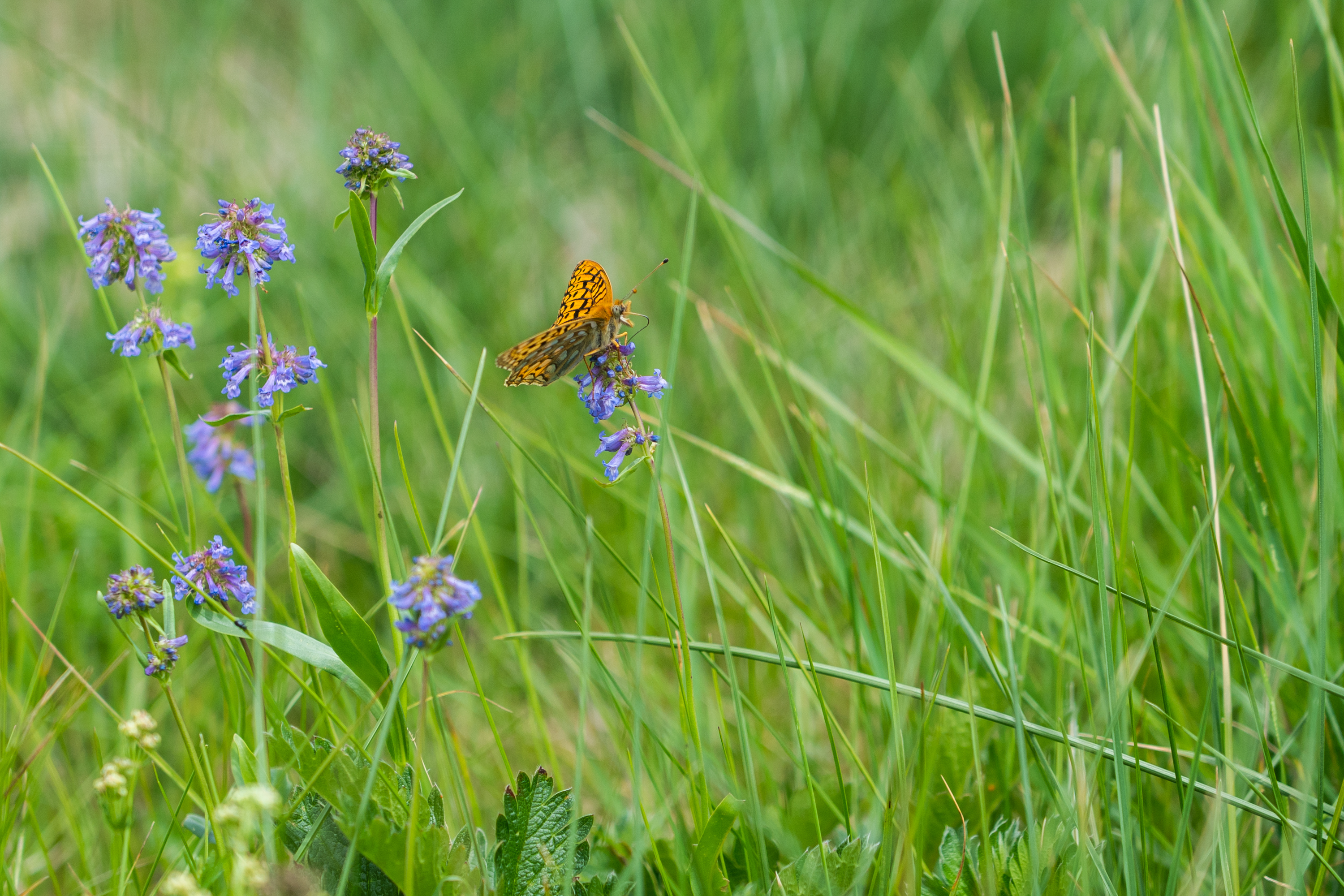 Butterfly, Bunchgrass Hills, BC (Fernando Lessa)