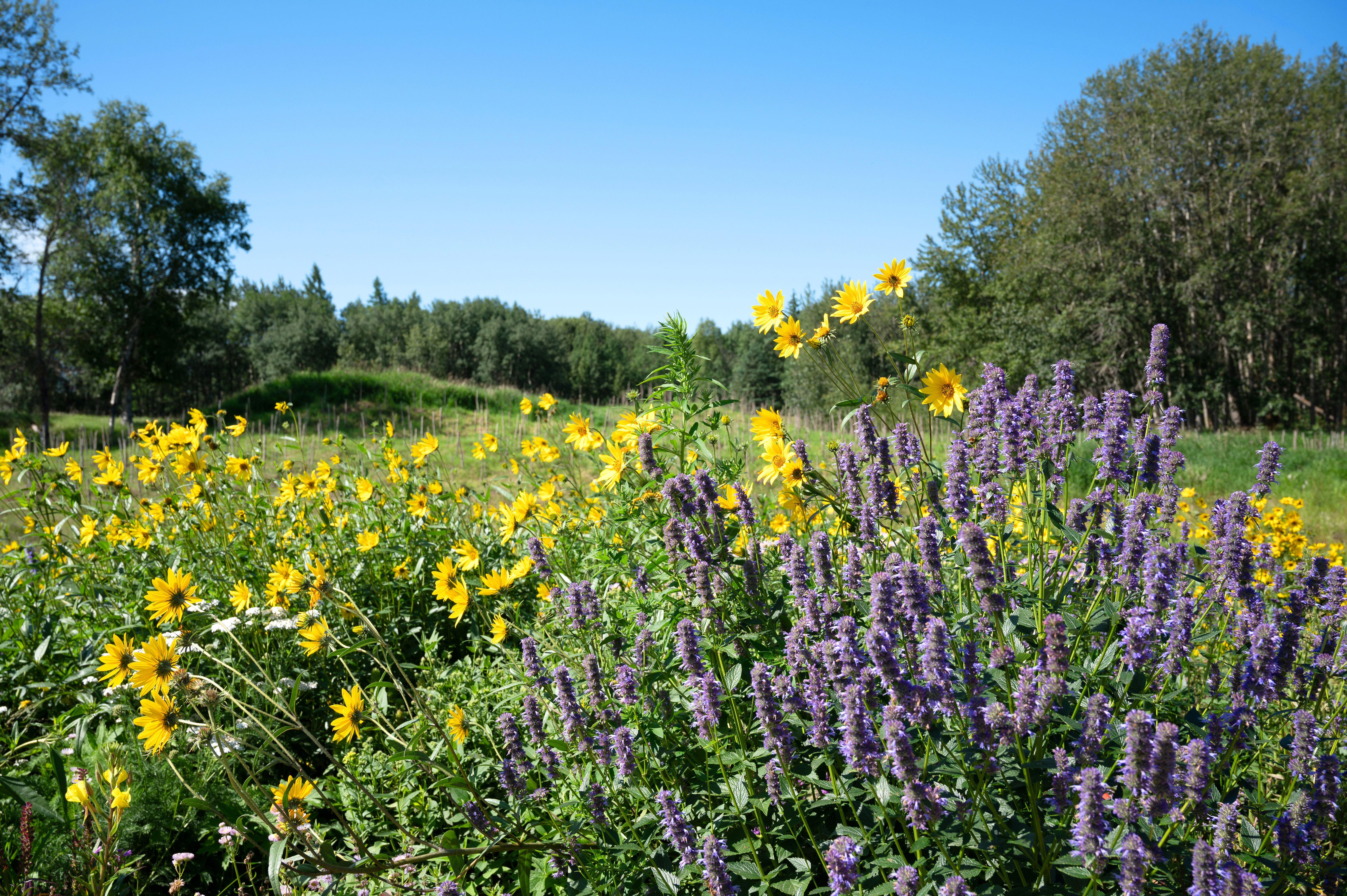 Pollinator garden, Bunchberry Meadows, AB (Sean Feagan/NCC)