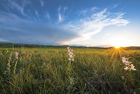 Étendue de prairie, Man. (Photo Jason Bantle)