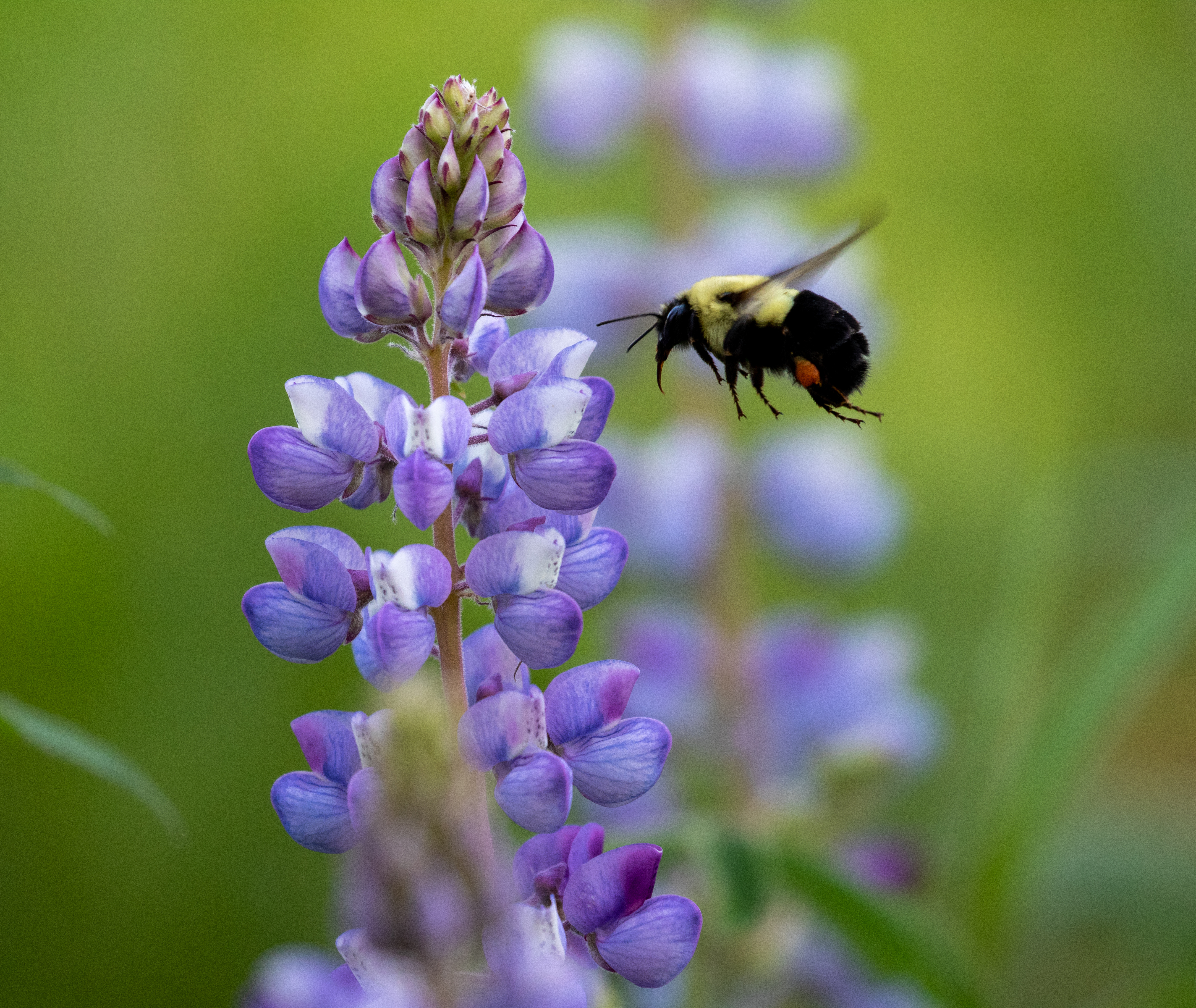 Bumblebee, Southern Norfolk Sand Plain, ON (Photo Mhairi McFarlane)