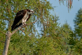 Balbuzard pêcheur (Photo Lorne)
