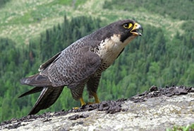 Faucon pèlerin, Ont. (Photo Brian Ratcliff)