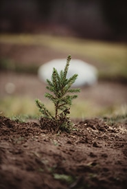 Plantation d’arbres à Brooms Brook (Photo Kristin Pope)