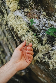Lichen du genre Ramalina. (Photo Yana Sloat)