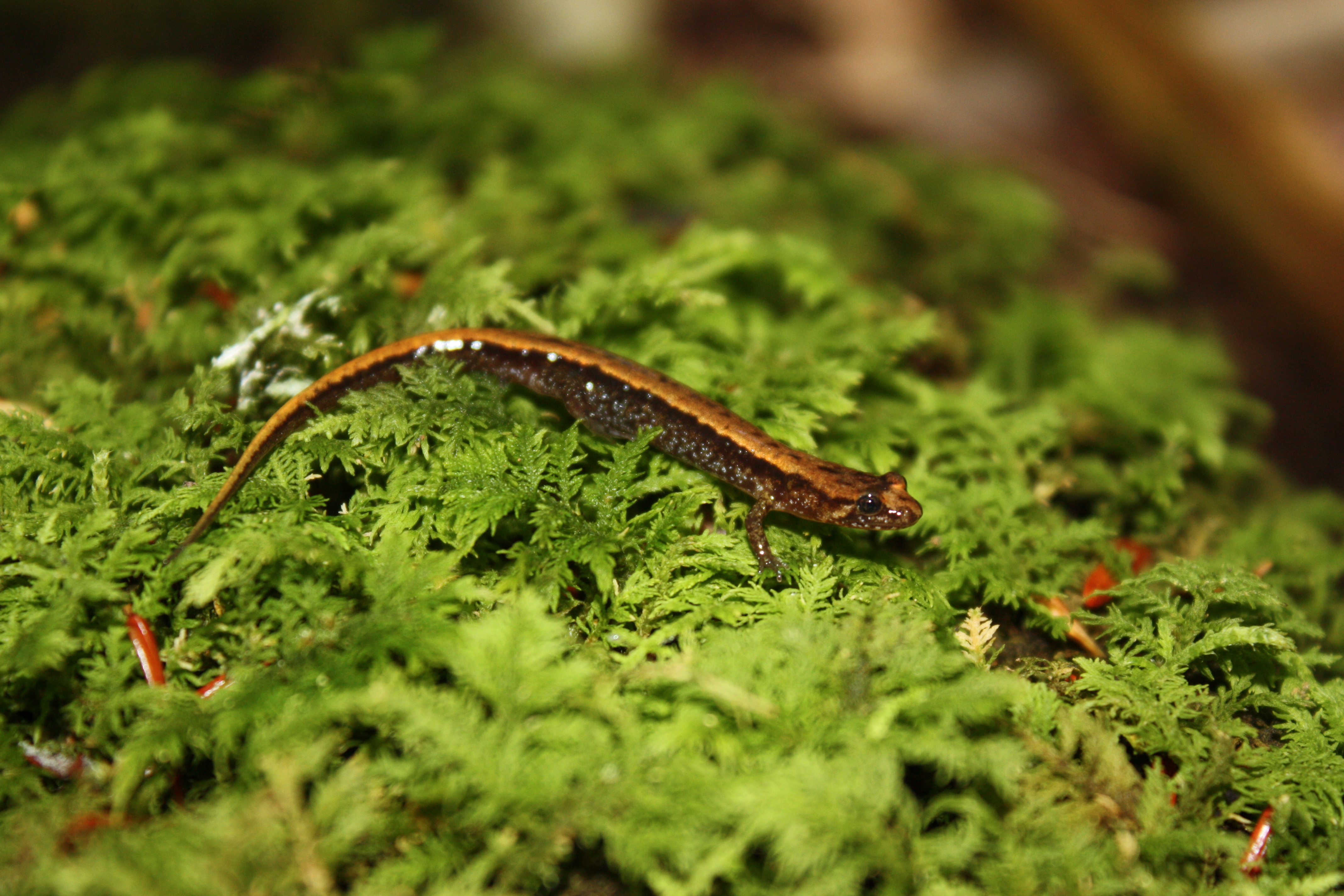 Allegheny Mountain dusky salamander (NCC)