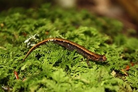 Salamandre sombre des montagnes (Photo CNC)