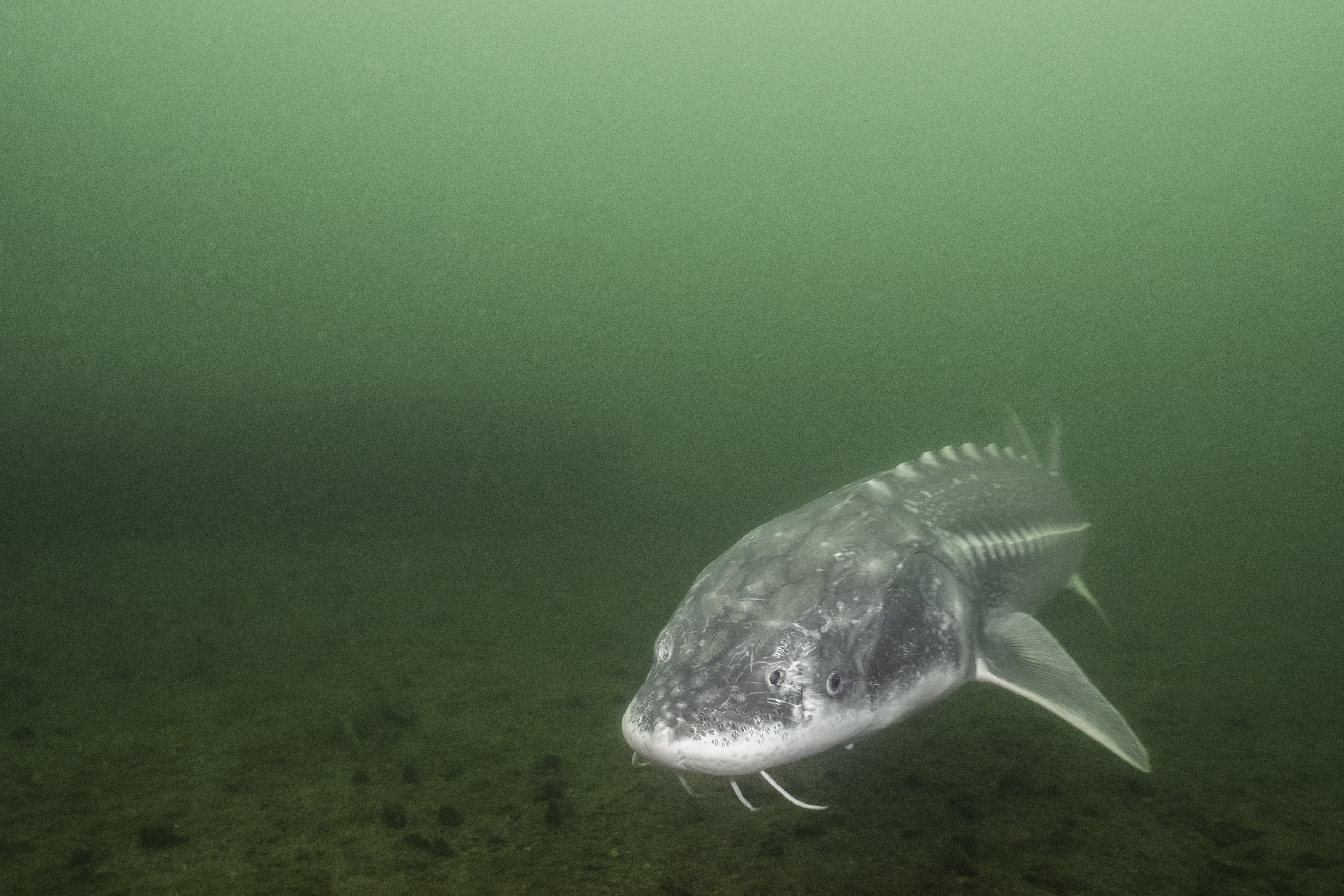 White sturgeon, Fraser River, BC (Fernando Lessa)