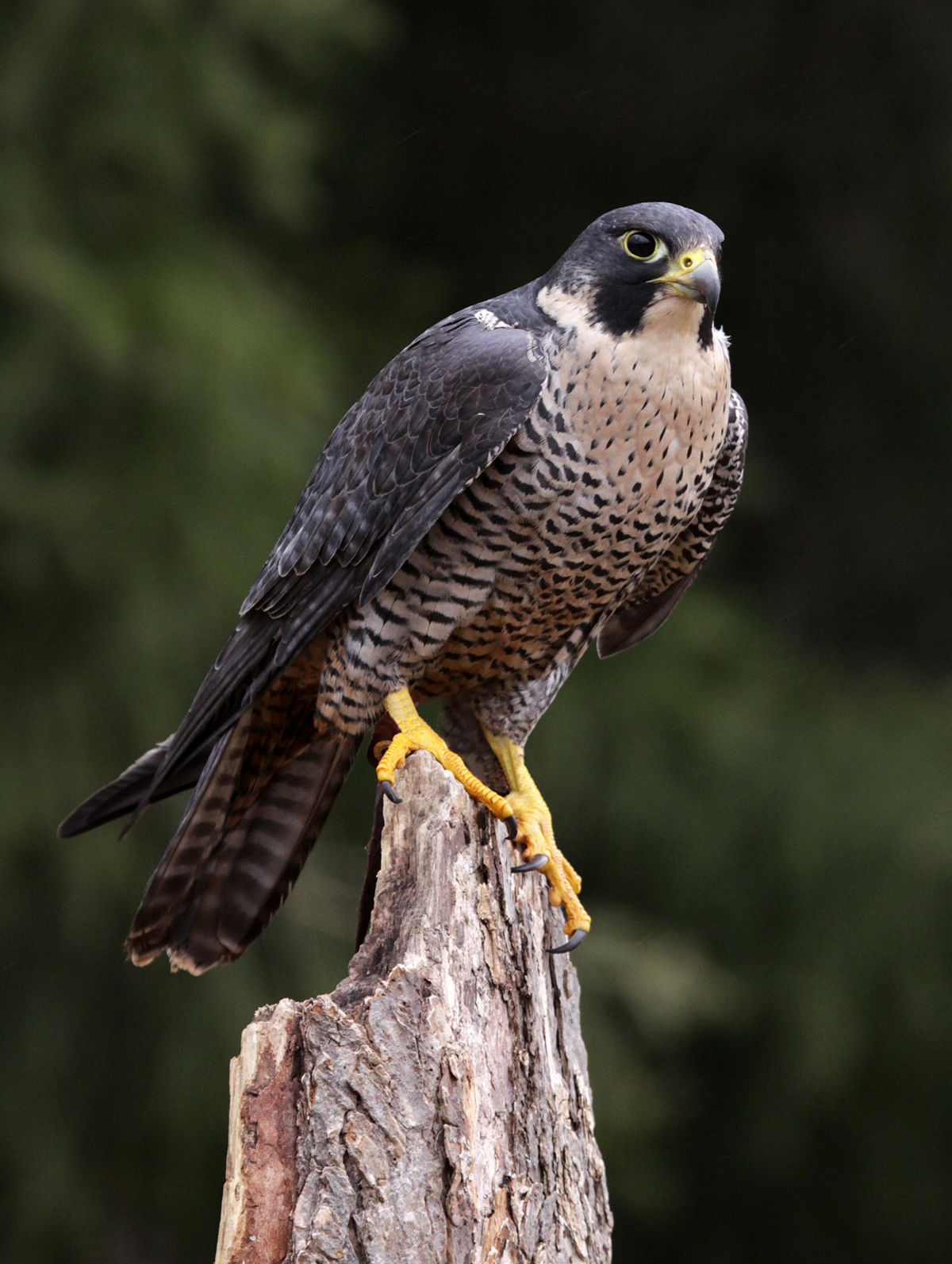 https://cdn.natureconservancy.ca/production/image/peregrine-falcon2-by-Chris-Hill-optimized.jpg